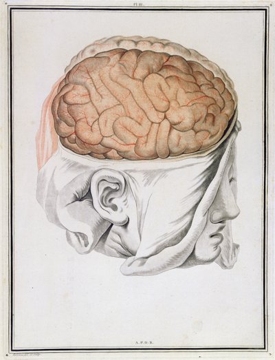 The Brain, from 